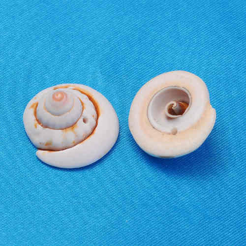 Mušličky shivovo oko, 50 ks